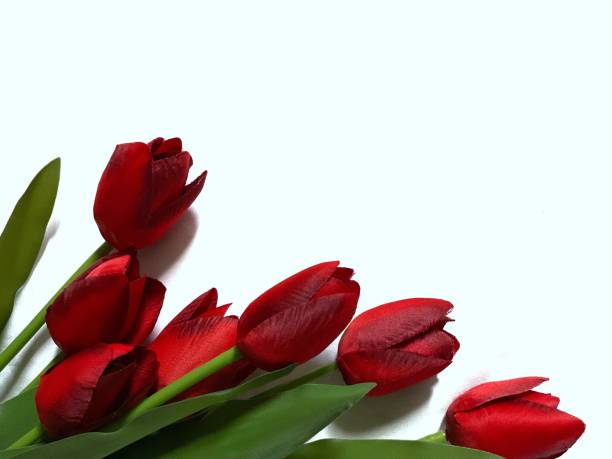 istock Red tulips on the white background 1626916390