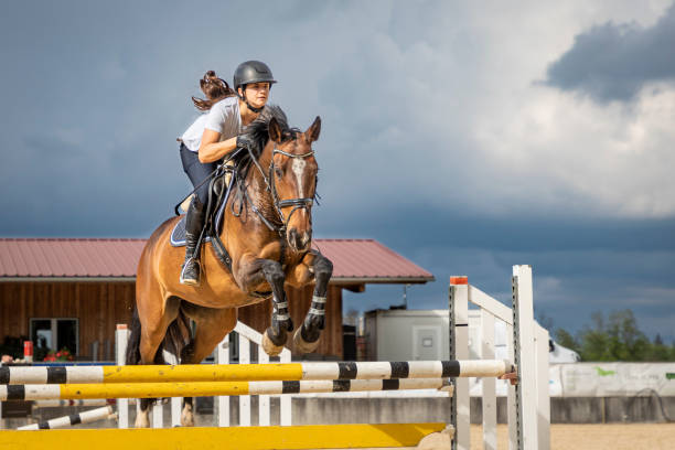 Female show jumper in sunlight. Illuminated by sunlight a female show jumper on brown mare is crossing over the hurdle when jumping during a horse riding work shop at Ranshofen Horse Riding Arena, Austria.
Canon EOS 5D Mark IV, 1/1000, f/5,6 , 85 mm. horse jumping front stock pictures, royalty-free photos & images