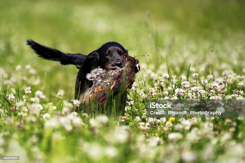 Schwarzer Labrador jagdt in sonnigen Klee field - Lizenzfrei Apportierhund Stock-Foto