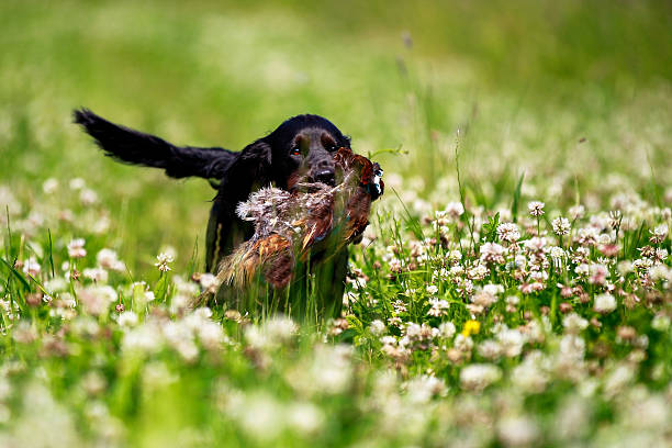 labrador noir chasse dans la ville ensoleillée de trèfle field - pheasant hunting dog retriever photos et images de collection