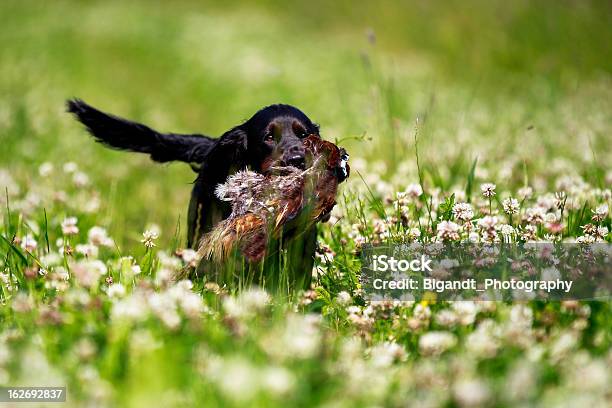 Foto de Preto Labrador Caça Na Ensolarada Trevo Field e mais fotos de stock de Cão Caçador - Cão Caçador, Campo, Trevo