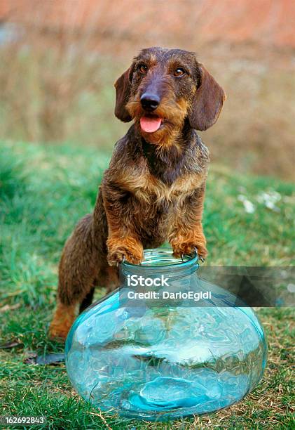 Animali Cane Korthal - Fotografie stock e altre immagini di Animale - Animale, Bicchiere, Cane