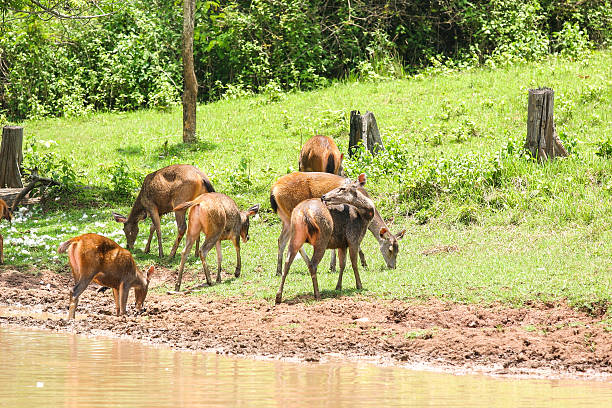 istock Deer herd in meadow scene at forest, Thailand. 162692896