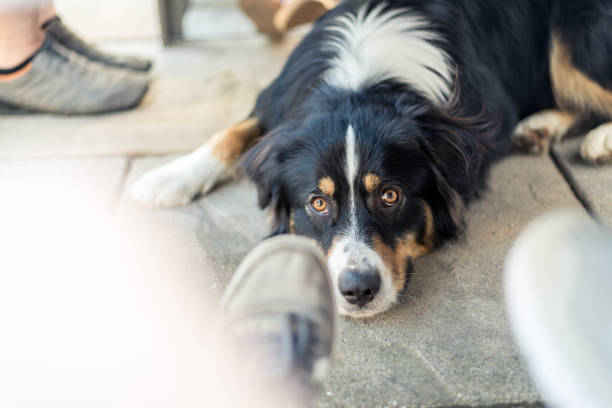 istock An Australian Shepherd lies relaxed under a table in the shade 1626937925