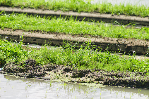 At a paddy field, watered rice paddies and muddy banks