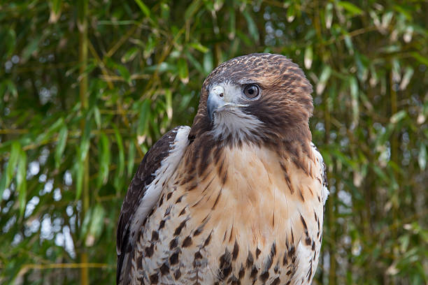 red tail hawk stock photo