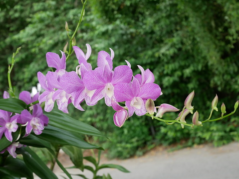 Most orchids are cylindrical and have strong stems. Orchids are often planted as decorative plants or planted in parks to add beauty and brilliance to the area.