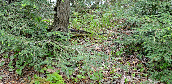Big snake in forest of Minnewaska State Park Preserve on Shawangunk Ridge in Ulster County, New York