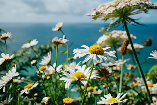 Wildflowers, weeds and daisies on the cliffs above the sparkling blue sea at Porthcurno, Cornwall on a stunning sunny June morning.