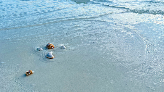 Some shells in the sand  on the sunny Maldives beach.