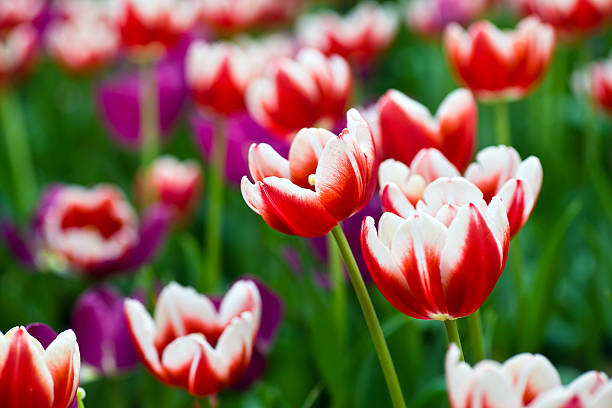 Tulips stock photo