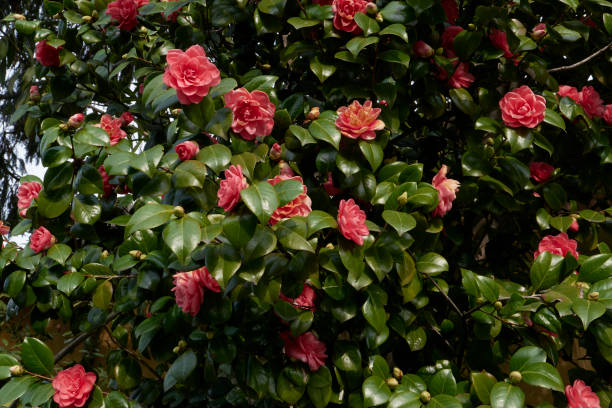 istock Camellia japonica in bloom 1626965778
