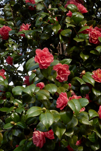 istock Camellia japonica in bloom 1626966117