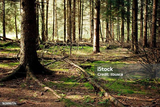 In Den Wald Stockfoto und mehr Bilder von Alpen - Alpen, Ast - Pflanzenbestandteil, Baum