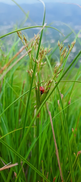 ladybug microphotography beautiful nature scene in jungle