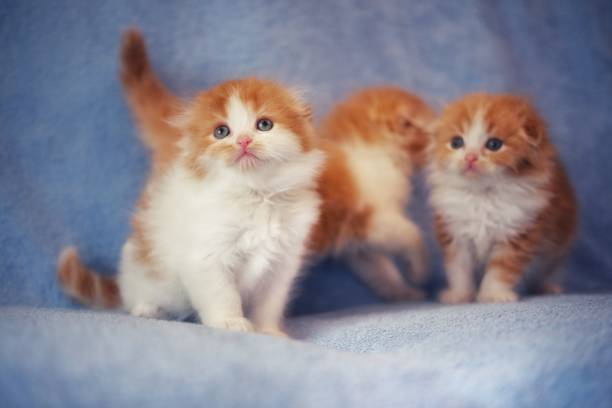 istock Three small fluffy white-red kittens play and frolic on a blue blanket 1626970618