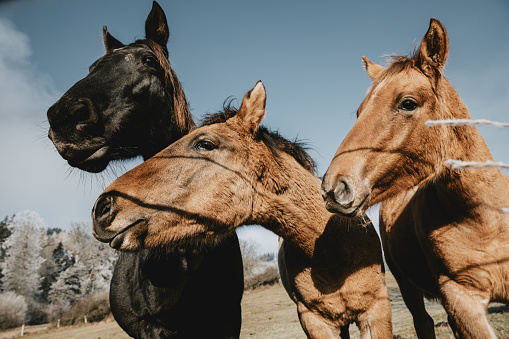 Heads of black mare and two curious foals from low angle