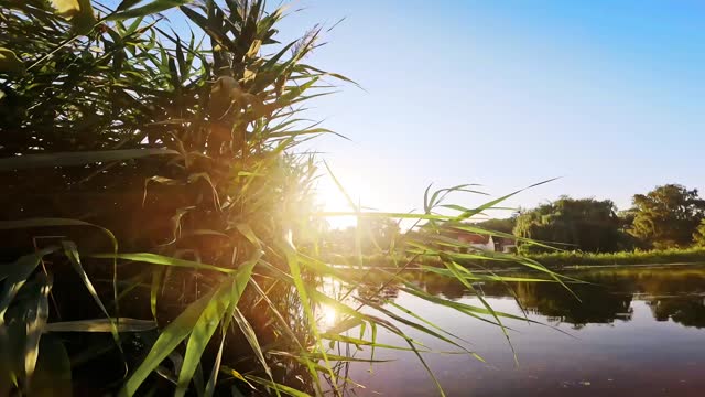 Reeds in the evening sun by the flowing canal in summer​.
