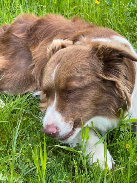 istock Brown-white, lovely border collie in the gras 1626972422