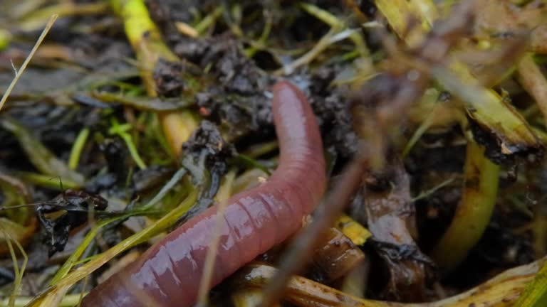 Earthworms close-up in natural conditions among rotten plants