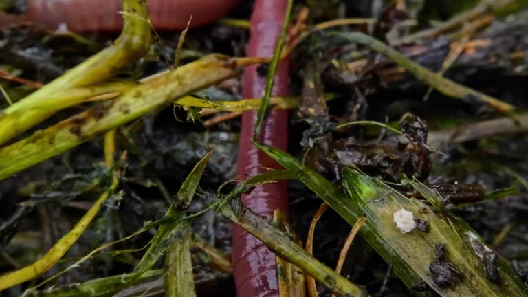 Earthworms close-up in natural conditions among rotten plants