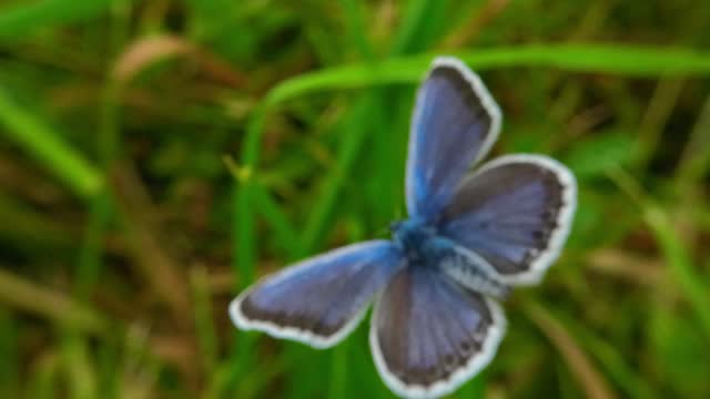 Beautiful blue butterfly in natural conditions, close-up selective focus