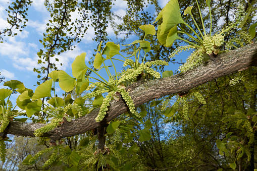 Ginkgo biloba tree in springtime