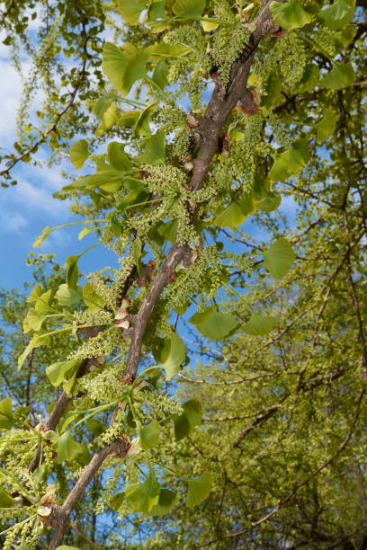 istock Ginkgo biloba in bloom 1626976527