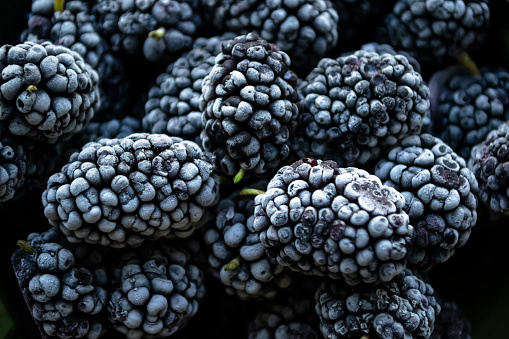 Frozen mulberries. Frozen mulberries - black berries are covered with white frost. Berries in winter - frozen vitamins.