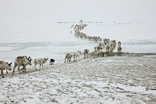 Driving reindeer to the camp in winter in Yamal