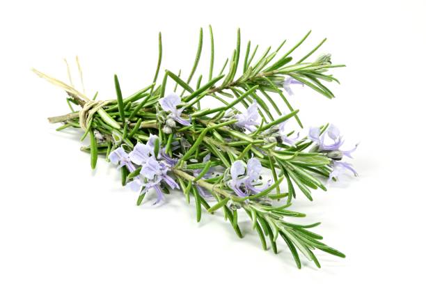 istock bunch of fresh rosemary 1626996027