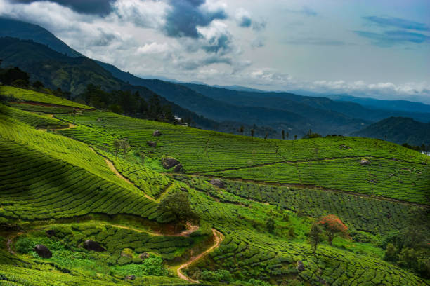 istock Beautiful Landscape from Munnar, Kerala 1626997114