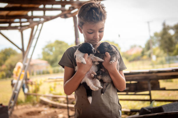 istock Boy holding two puppies 1627000830