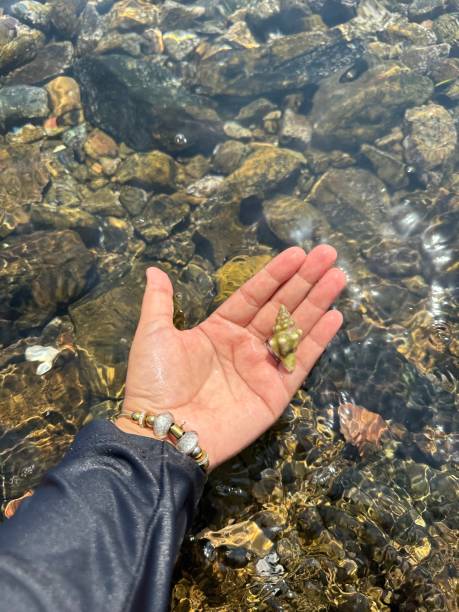 istock sea ​​stone in my palms 1627001374