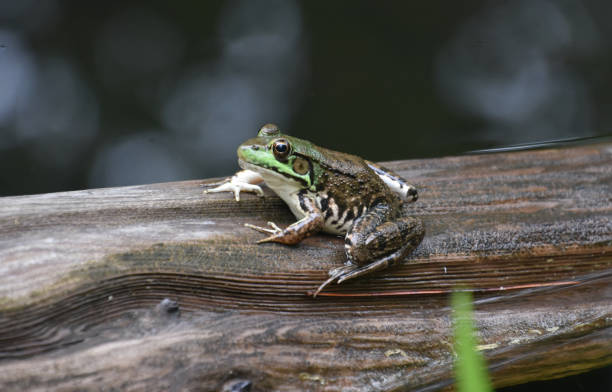 istock Stunning Close Up of a Frog on a Log 1627003540