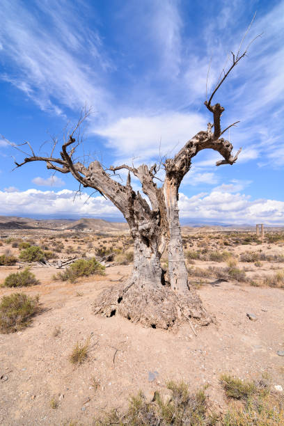 istock Desert Tabernas in Almeria Province Spain 1627005248
