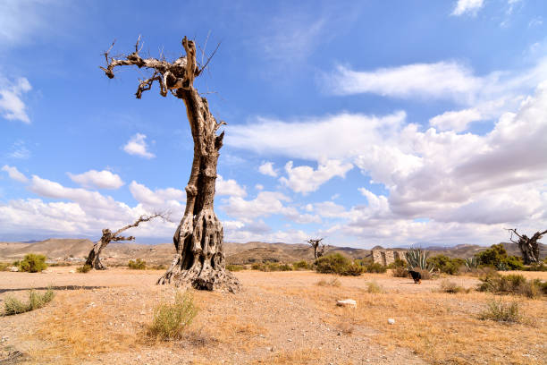 Ruins of the Manzanar National Historic Site Monument in Inyo County California. Nearby wildflire gives an orange smokey hue to the photo