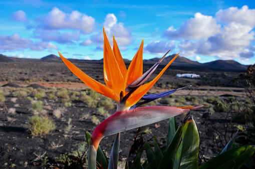 Spanish Bird of Paradise Plant in Full Seasonal Bloom Lanzarote Canary Islands Spain