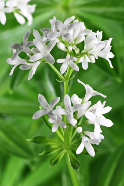 istock flower of woodruff 1627009185