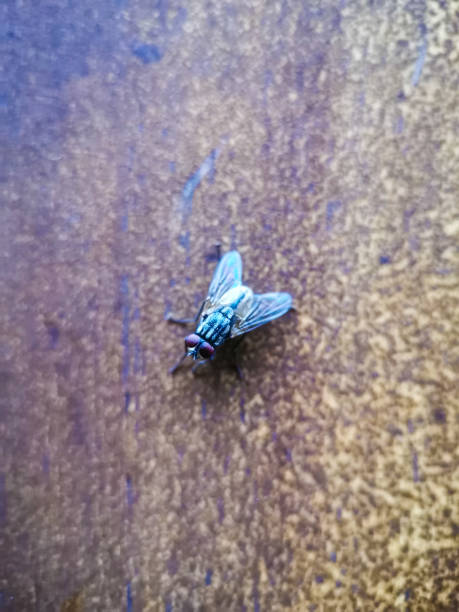 istock A fly on top of wooden table 1627010825