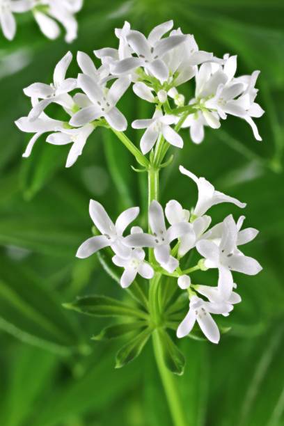 istock flower of woodruff 1627011126