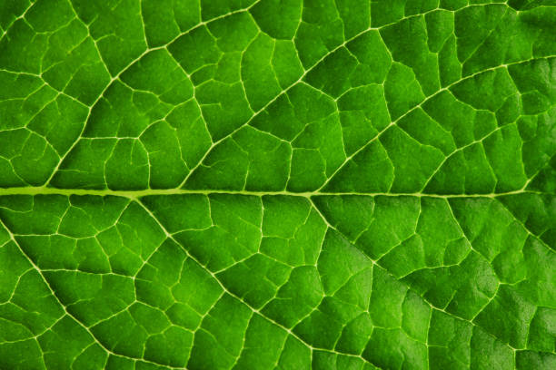 istock a leaf of fresh green mint with streaks, isolated 1627013607