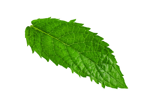 a leaf of fresh green mint with streaks, isolated