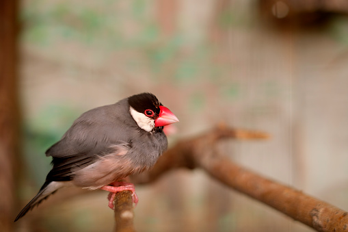 Java Rice Finch Grey Small Java Sparrow Also Known As Java Finch Rice Sparrow Or Java Rice ...