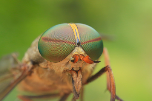 A macro image of a house fly.