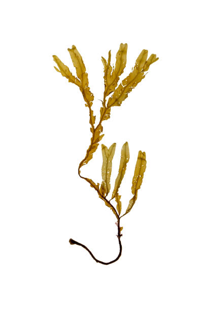 istock Dictyopteris membranacea brown algae isolated on white 1627030489