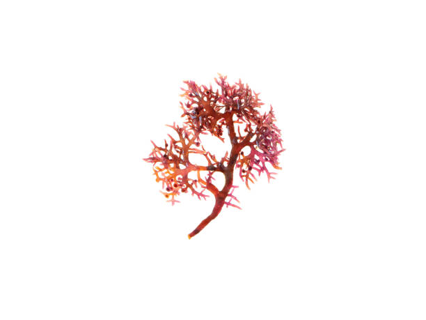 gigartina pistillata czerwona gałąź wodorostów izolowana na białym. - red seaweed zdjęcia i obrazy z banku zdjęć