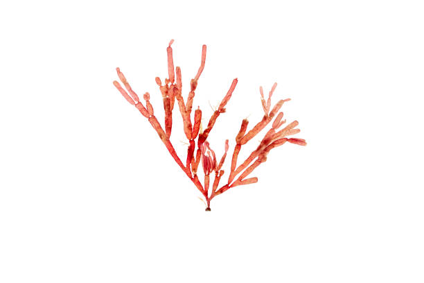 istock Lomentaria articulata red algae branch isolated on white 1627030493