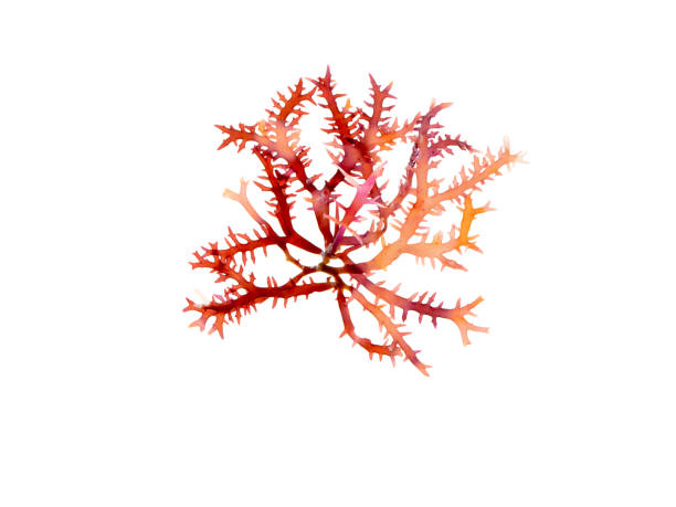 istock Rhodophyta seaweed branch isolated on white 1627030702