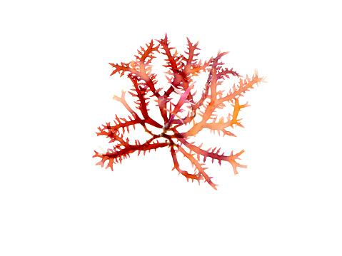 Rhodophyta red algae branch isolated on white. Red seaweed.